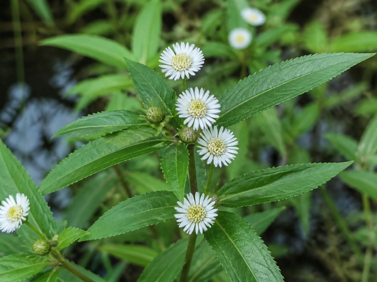 Close view of Bhringraj (Eclipta prostrata) leaves and small white flower heads